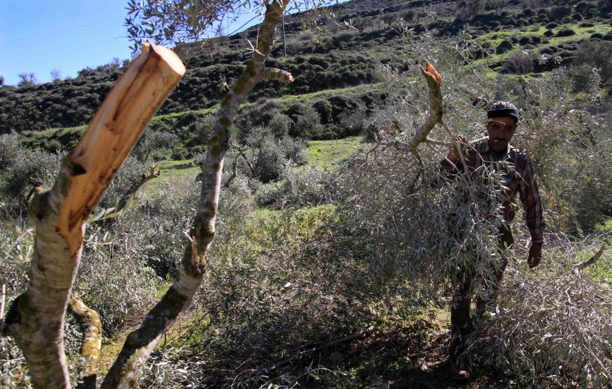 مستوطنون يقطعون 200 شجرة زيتون جنوب نابلس