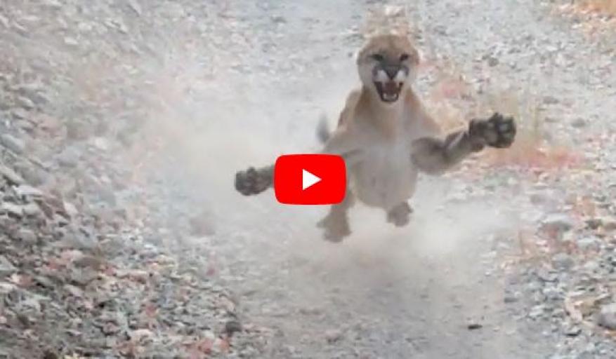 رجل يصور 6 دقائق مرعبة لمطاردة لبؤة له