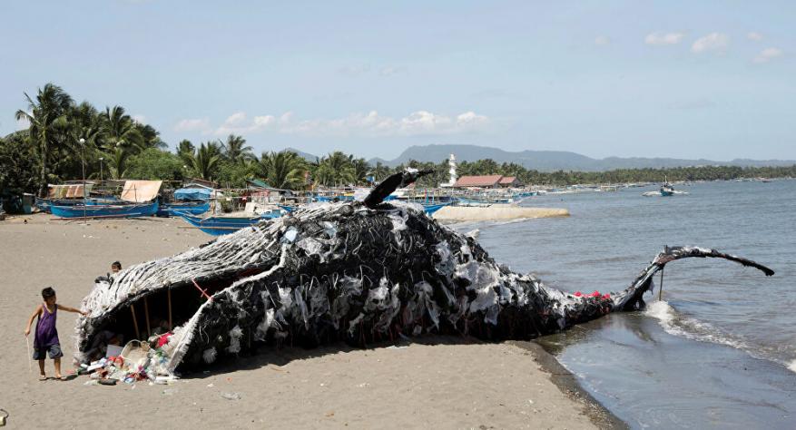 ظاهرة غامضة تحدث للمرة الثانية... 100 حوت "طيار" تظهر على سواحل سريلانك