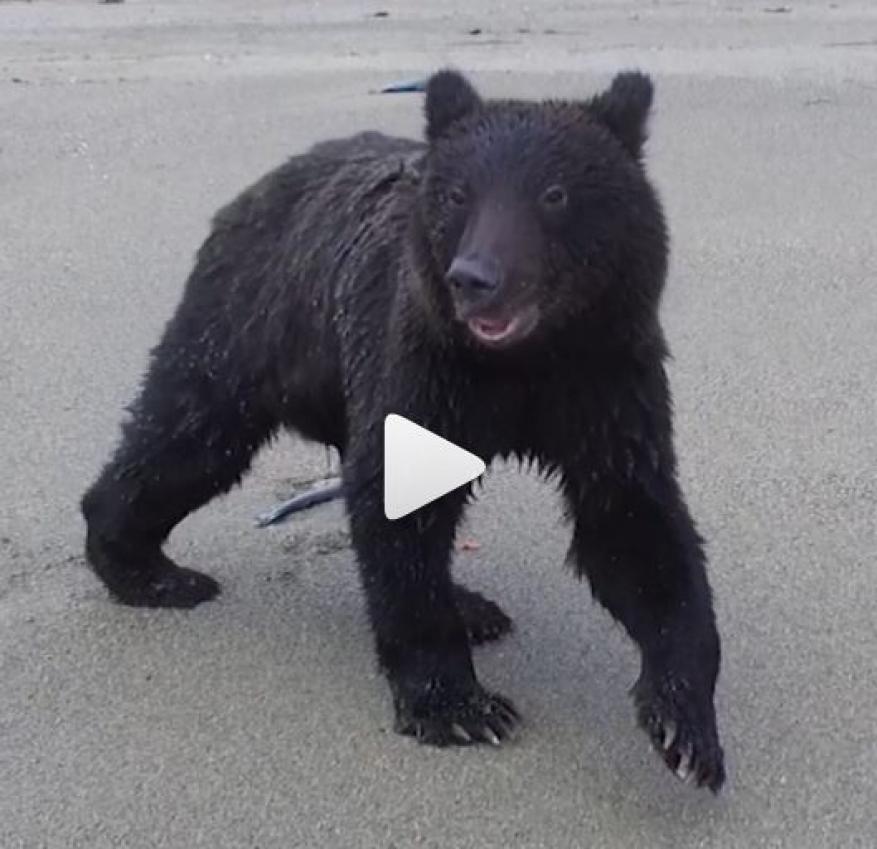 دب يحاول إسقاط طائرة مسيرة بعد إزعاجه