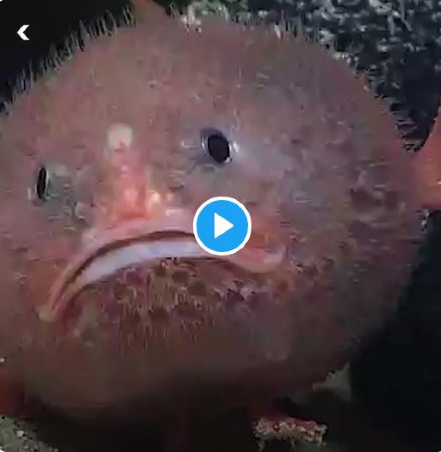 فيديو مدهش لأسماك تتوقف عن التنفس 4 دقائق