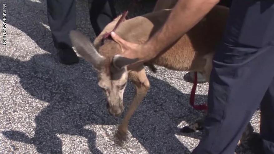 الشرطة الأمريكية تلقي القبض على كنغر أثناء تجوله في أحد أحياء فلوريدا