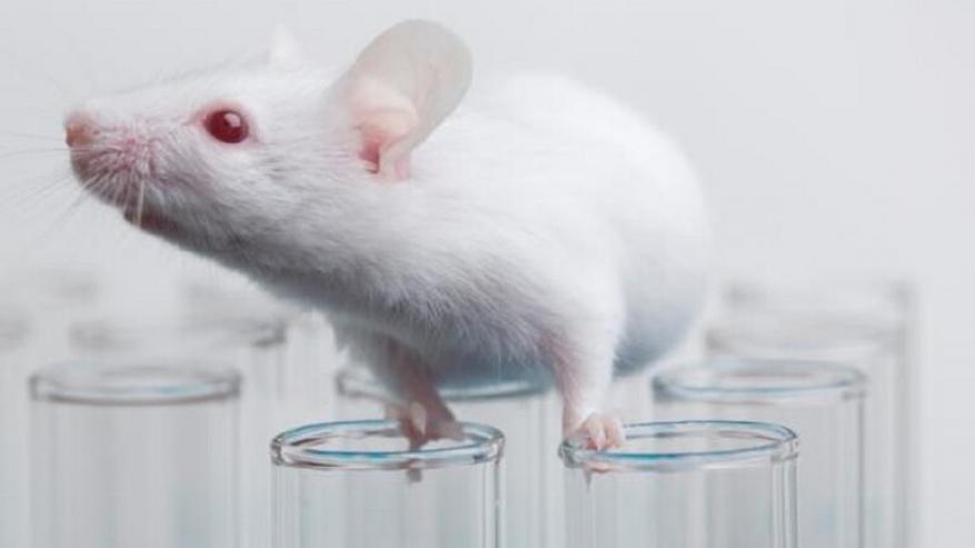 الولايات المتحدة تزود روسيا بفئران تحمل خلايا بشرية لتطوير لقاح ضد كورونا