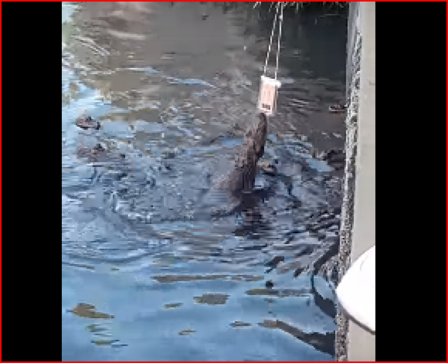 تمساح مفترس يعاقب سائحا أثناء محاولته التصوير