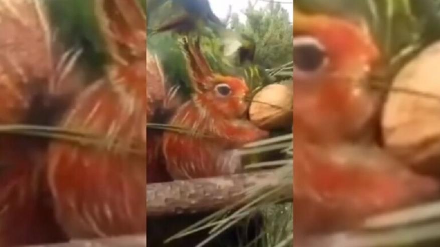 مدرس صيني يحول وجهه لحديقة حيوانات