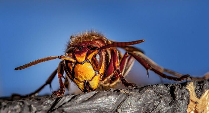 لدغته كفيلة بقتل شخص خلال دقائق... دراسة تحذر من غزو الدبابير الآسيوية العملاقة للعالم