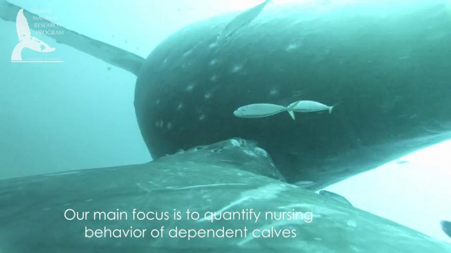 شاهد الحيتان الحدباء وهي ترضع صغارها في سواحل هاواي