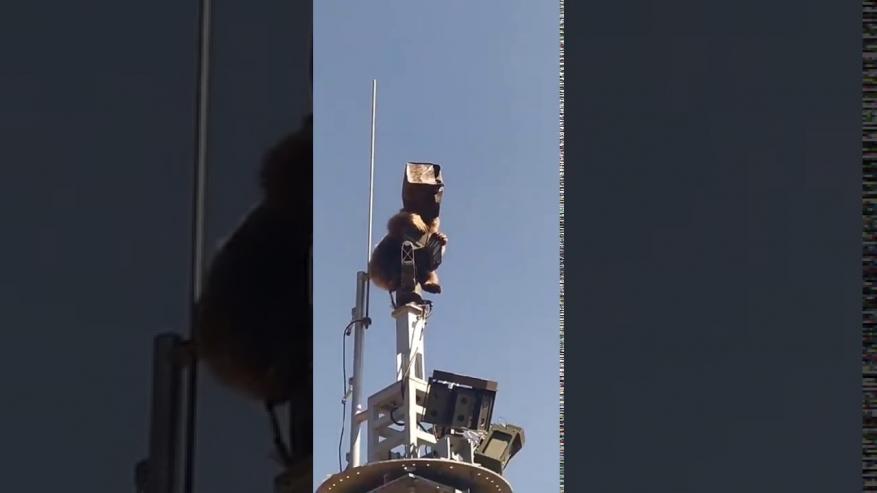 شاهد: دب يصعد إلى برج اتصالات في قاعدة عسكرية تركية