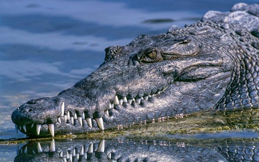 تمساح ضخم يمنع سيارة من المرور في استراليا