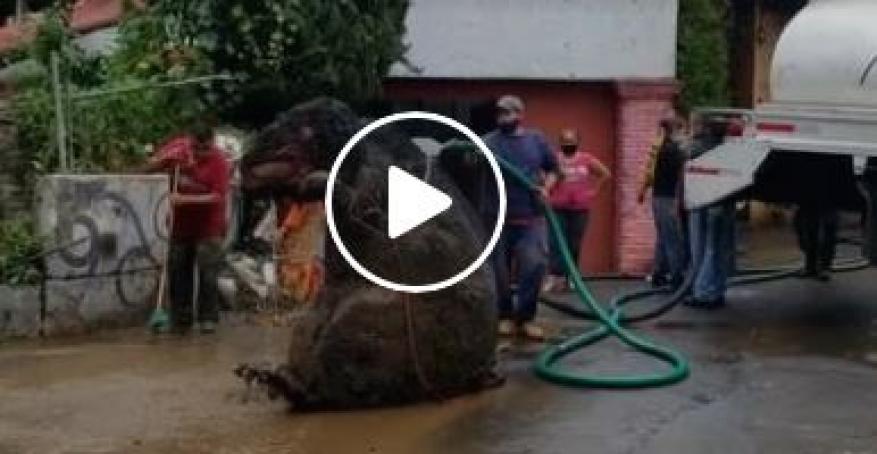 جرذ عملاق أثار الفزع في المكسيك