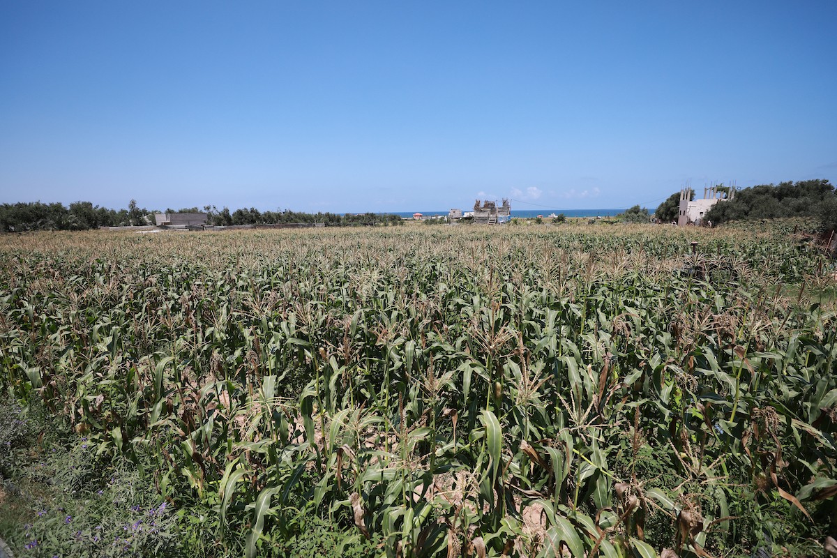 180623_GAZA_AD_00 (48).JPG