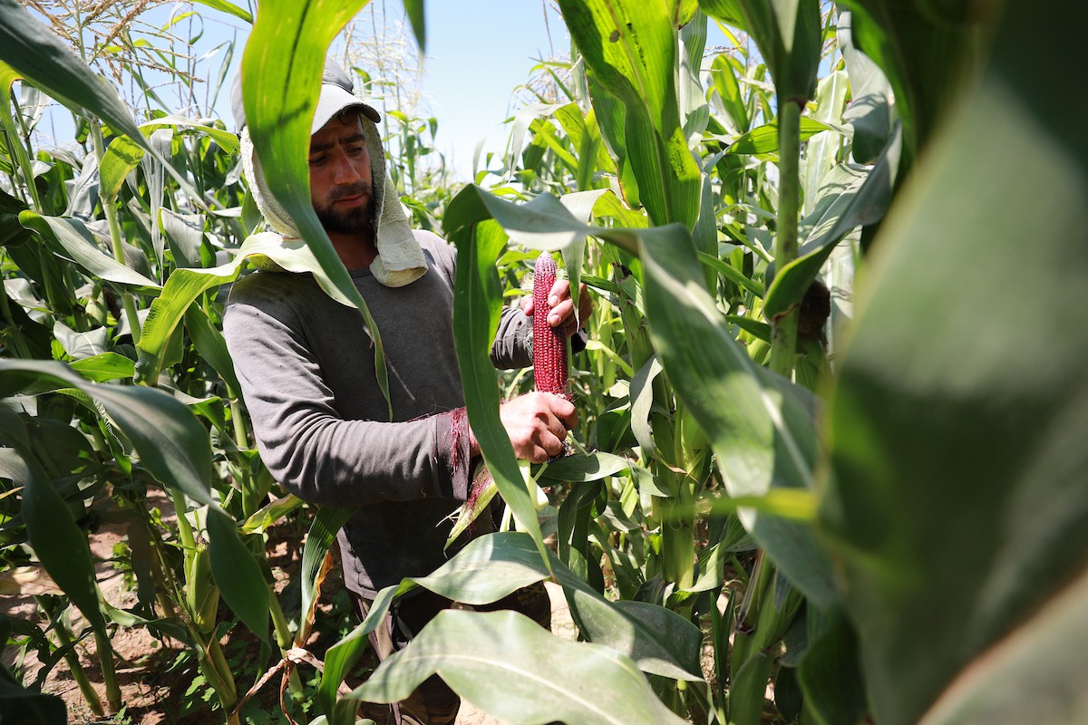 180623_GAZA_AD_00 (20).JPG