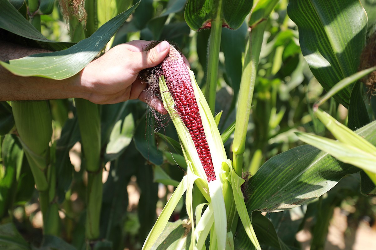 180623_GAZA_AD_00 (37).JPG