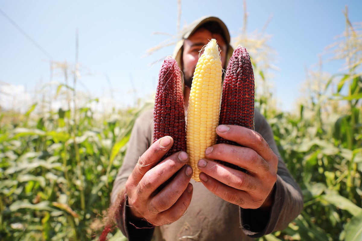 180623_GAZA_AD_00 (30).JPG