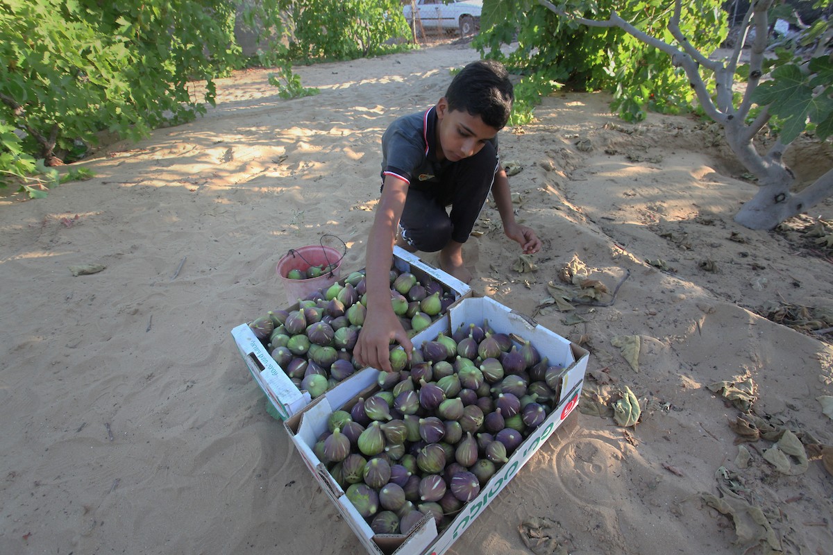 120723_GAZA_OSH_00 (20).jpg