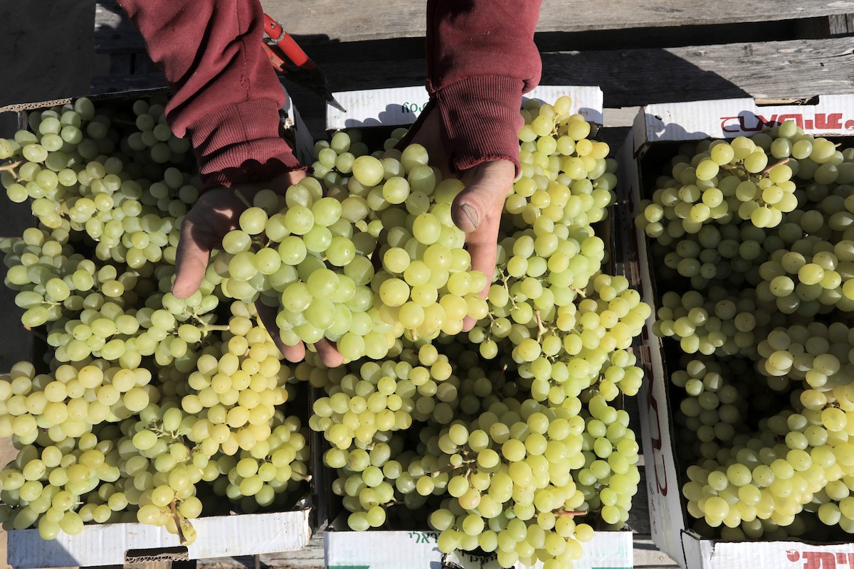 170723_GaZA_OSH_00 (19).jpg