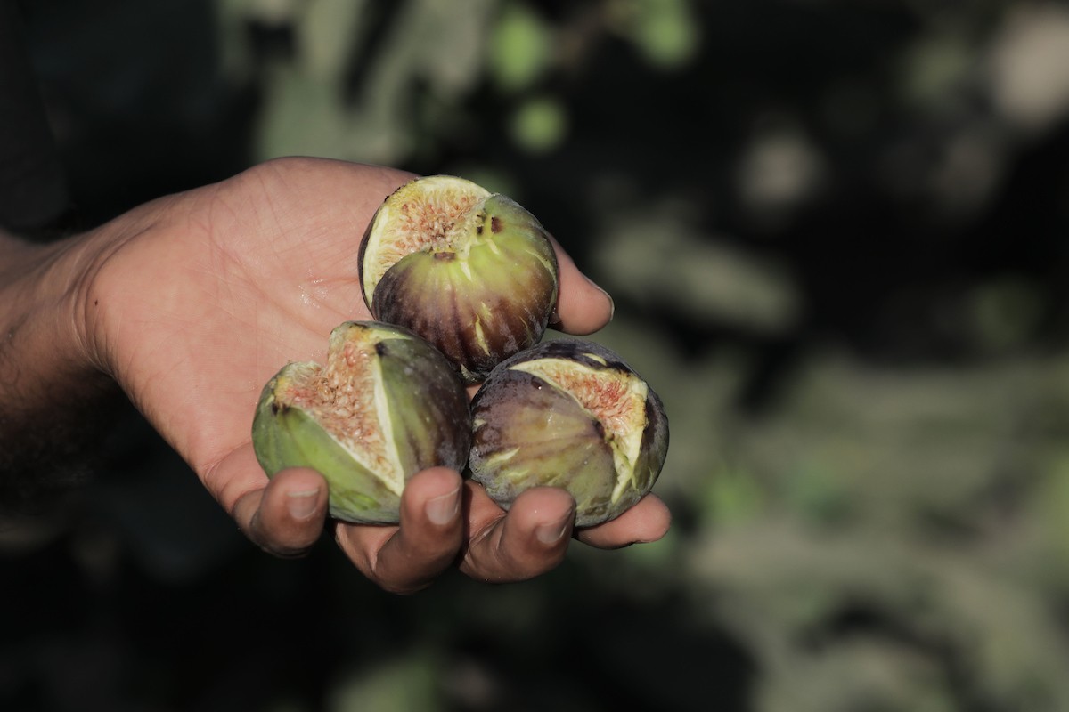 120723_GAZA_OSH_00 (33).jpg