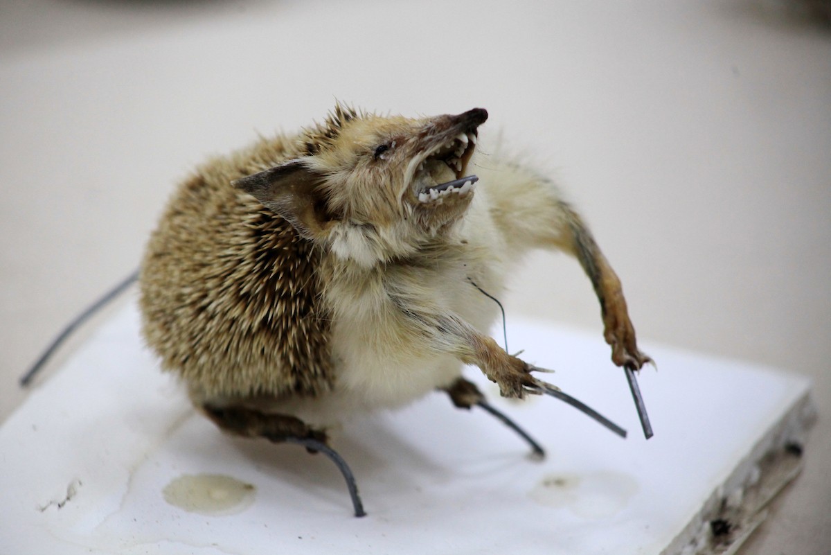 230723_GAZA_OSH_00 (8).jpg