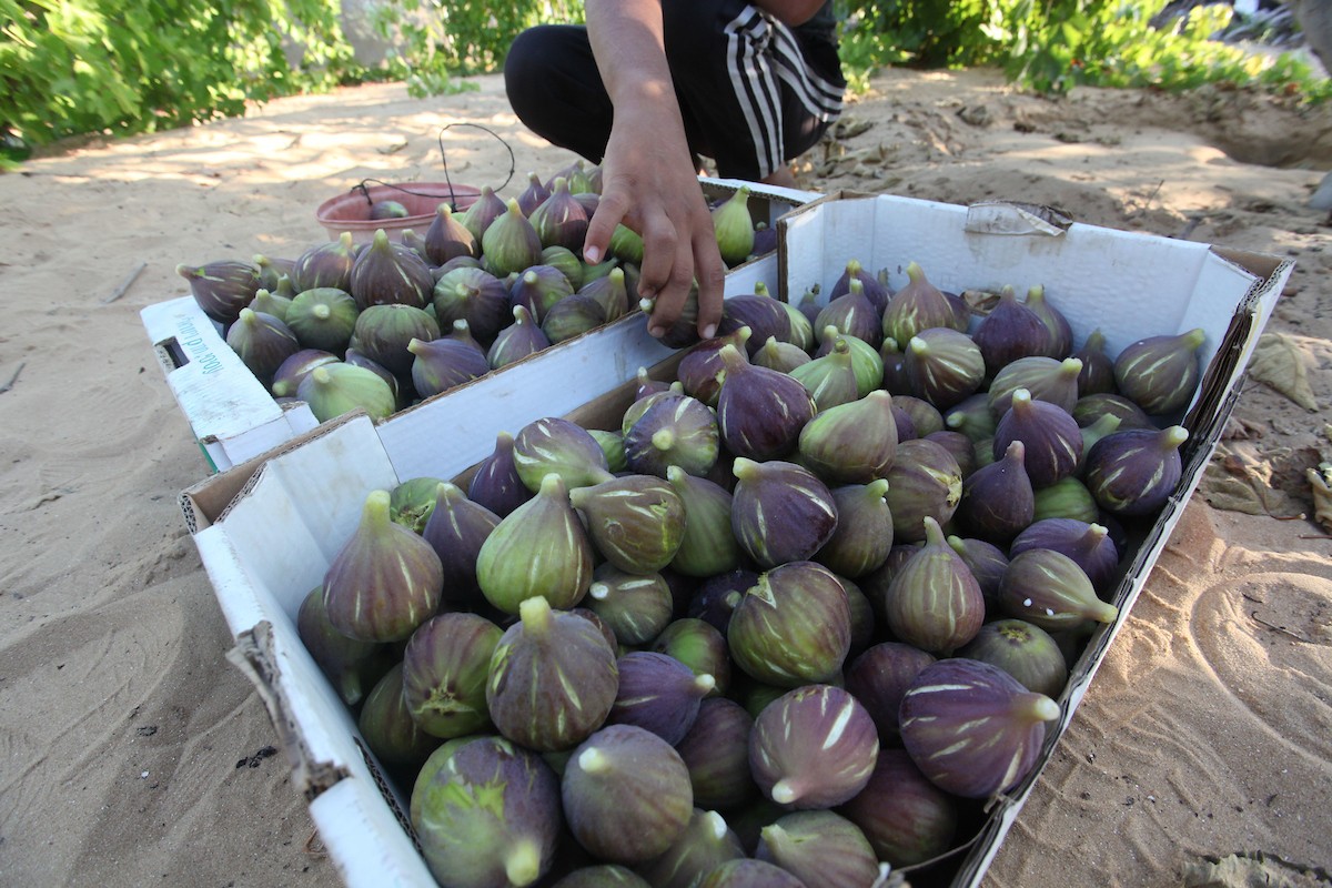 120723_GAZA_OSH_00 (19).jpg