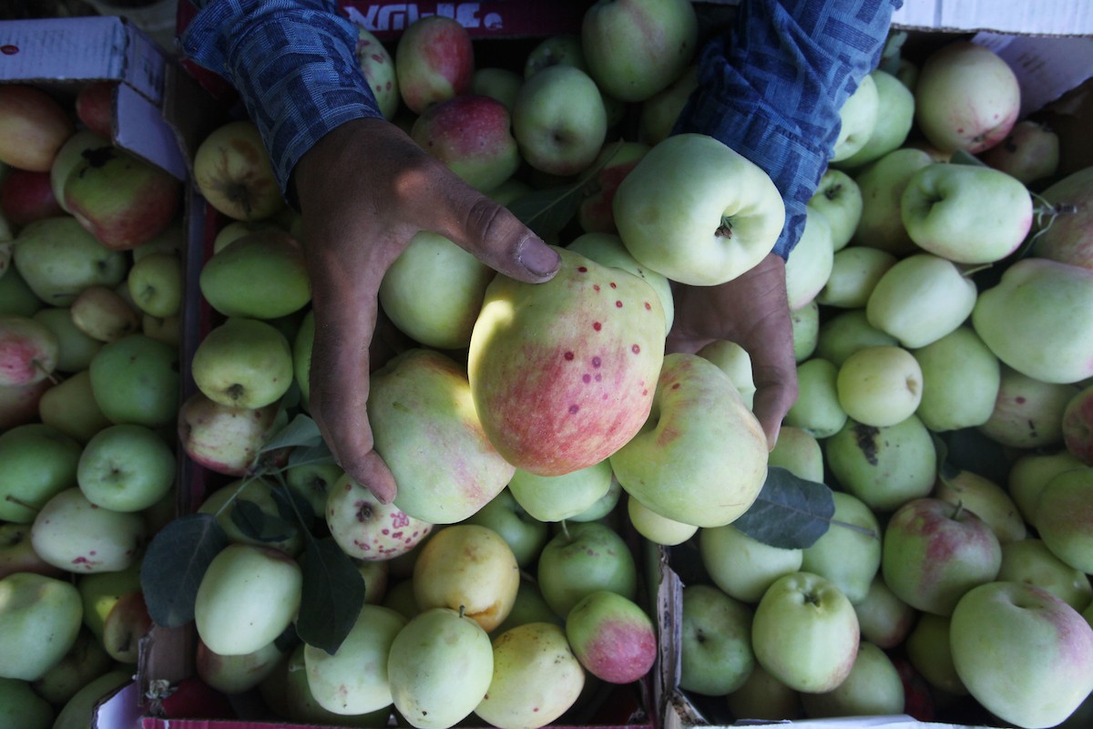 130723_GAZA_OSH_00 (43).jpg