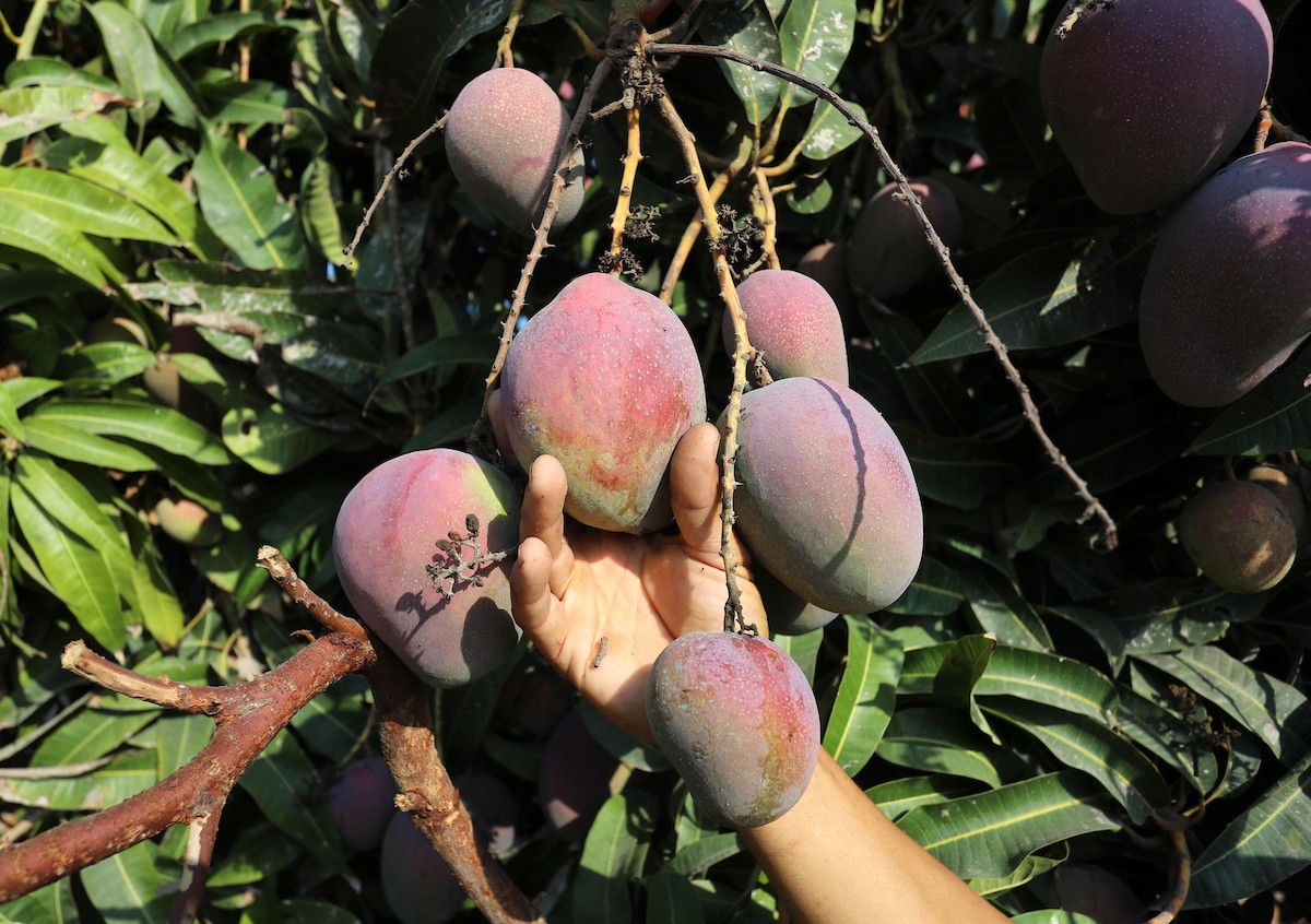 110821_GAZA_ASH_00 (53).jpg