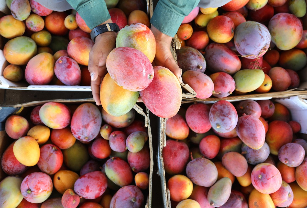 110821_GAZA_ASH_00 (90).jpg