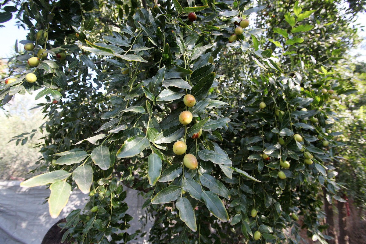 270823_GAZA_OSH_00 (5).jpg