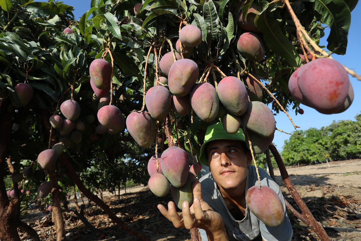 110821_GAZA_ASH_00 (30).jpg