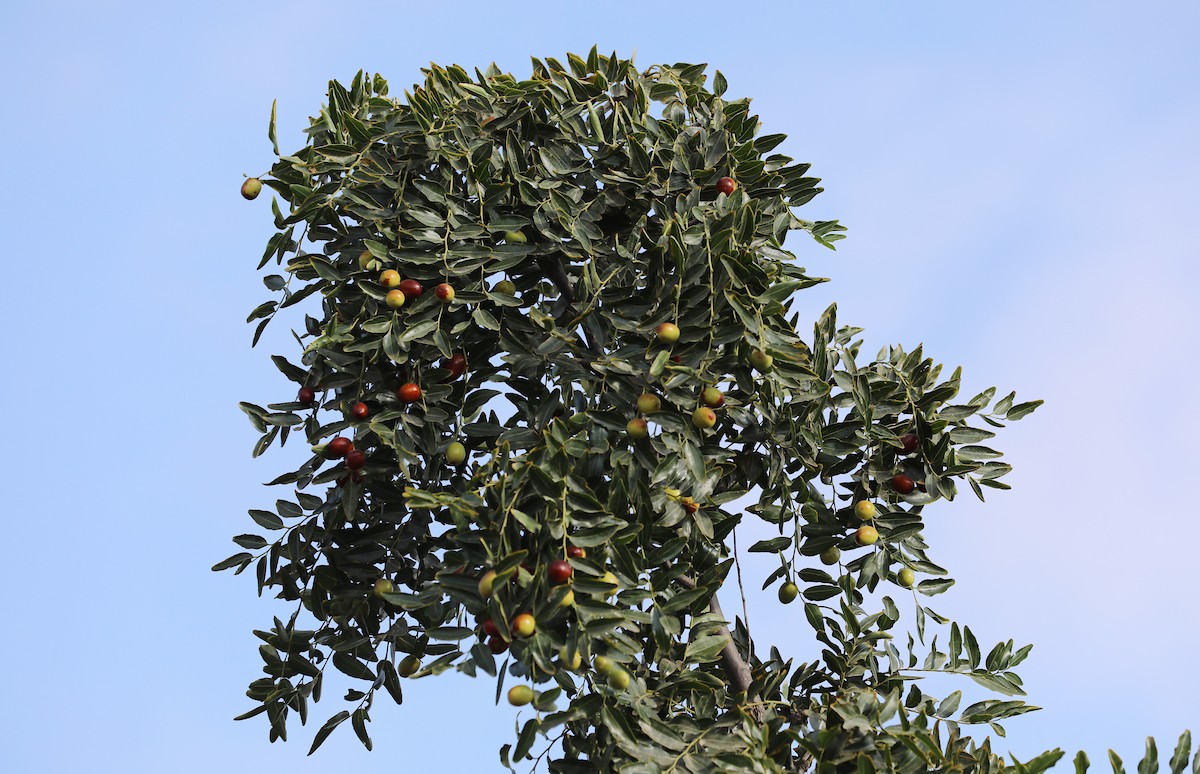 270823_GAZA_OSH_00 (20).jpg