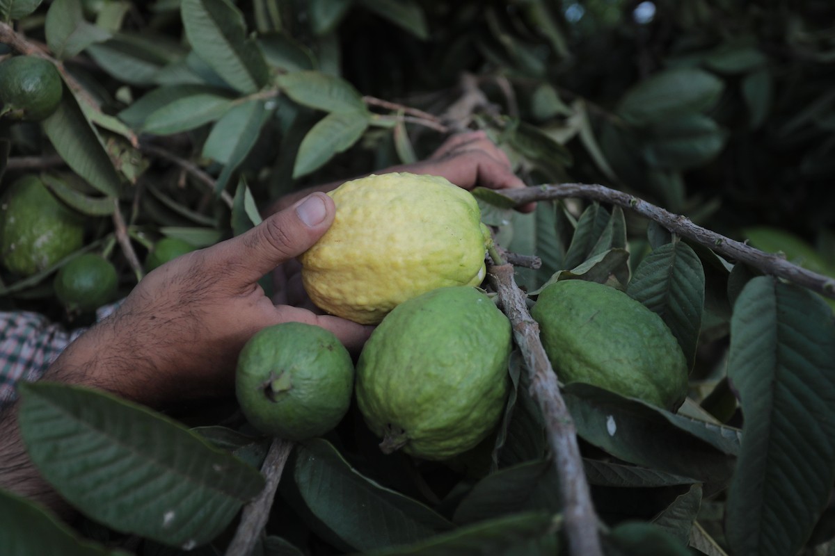 050922_KHANYOUNIS_ASH_00 (74).jpg