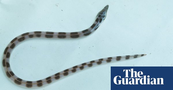 صورة للثعابين المكتشفة