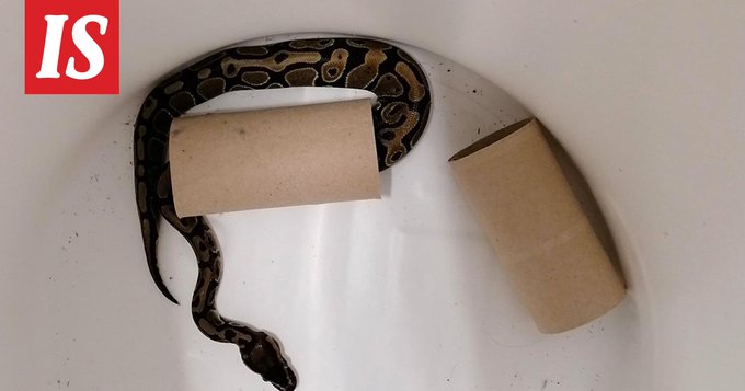 صورة الثعبان داخل الحمام 